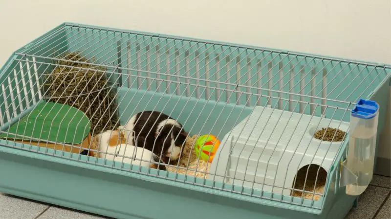 Ways to Prevent Your Guinea Pig From Getting Sick