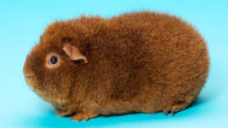 What Does a Rex Guinea Pig Look Like