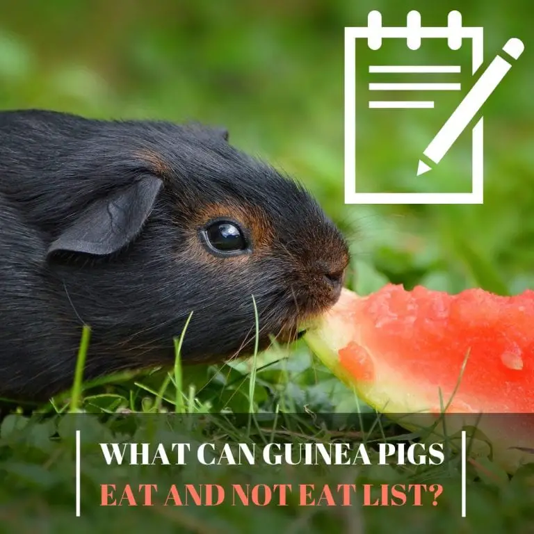 What can guinea pigs eat and not eat list