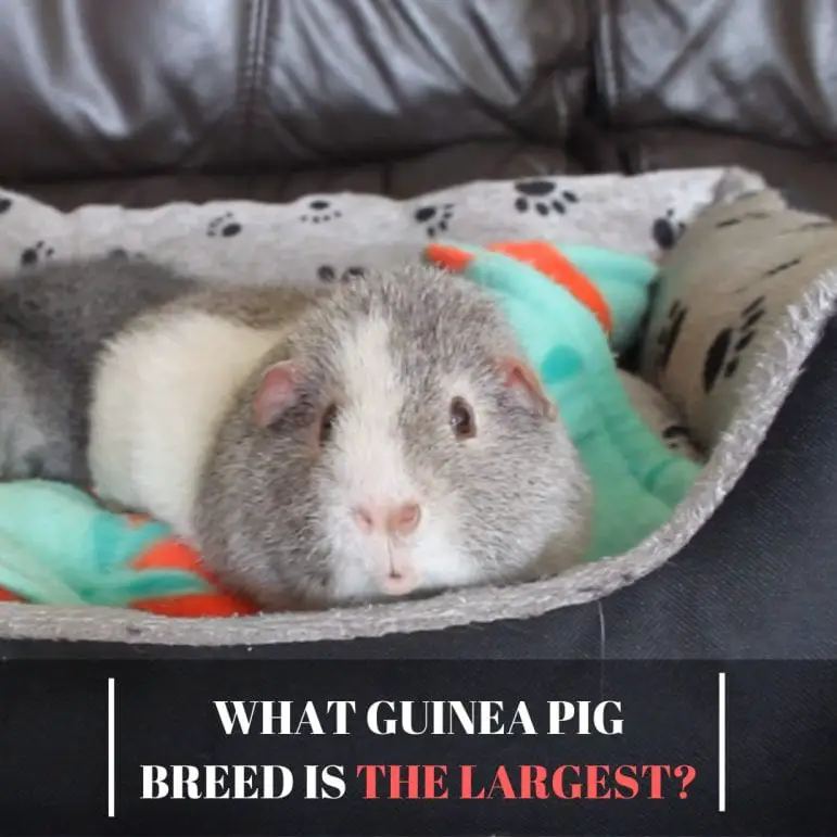 What guinea pig breed is the largest? Guinea Pig Tube