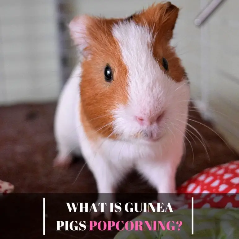 What is Guinea Pigs Popcorning? Guinea Pig Tube