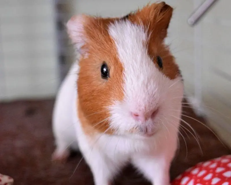 What is Guinea Pigs Popcorning