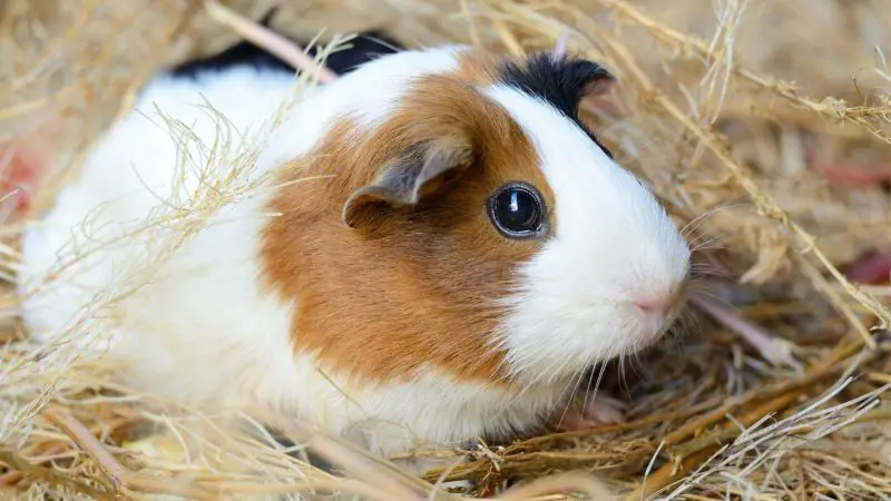 When Do Guinea Pigs Become Fertile