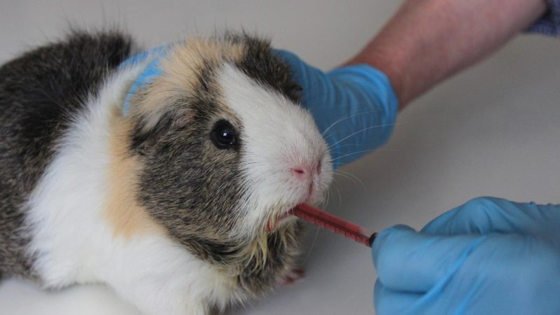 When to Take Your Guinea Pig to a Veterinarian