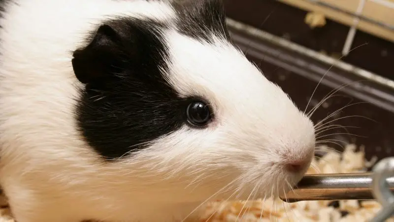 Why Must Guinea Pigs Drink Water