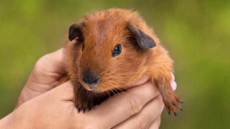 Why Would These Little Rodents Cause Allergies