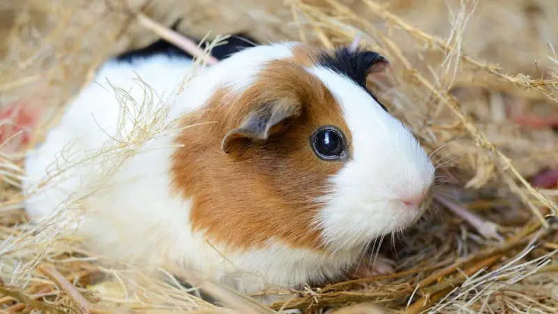 A Healthy Guinea Pig