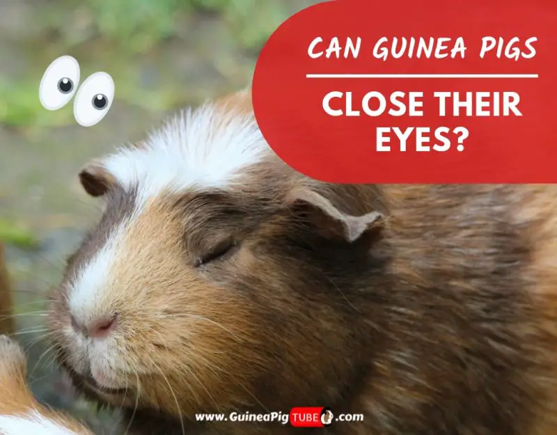 Can Guinea Pigs Close Their Eyes? - Guinea Pig Tube