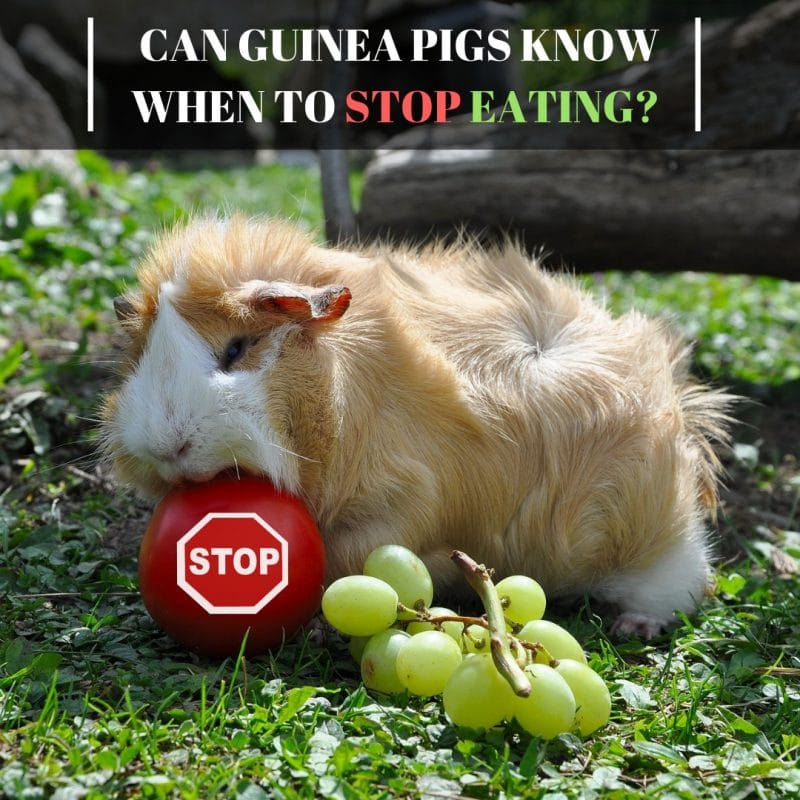 Can Guinea Pigs Know When To Stop Eating 