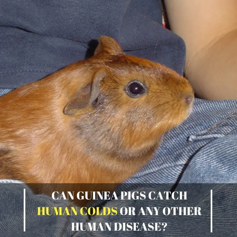 Can Guinea pigs Catch Human Colds or any Other Human Disease