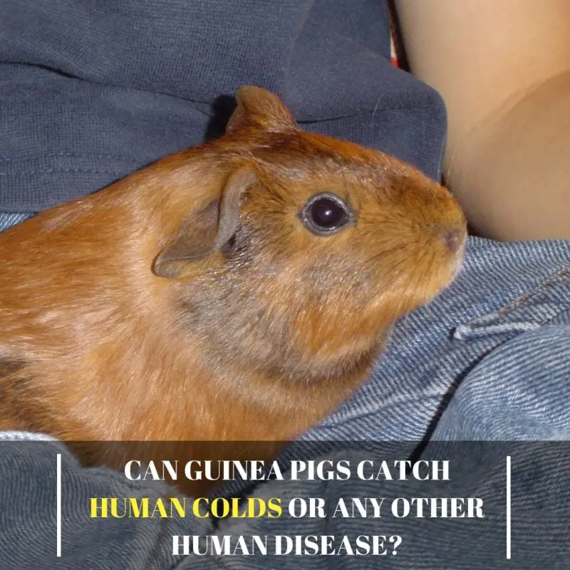 Can Guinea pigs Catch Human Colds or any Other Human Disease