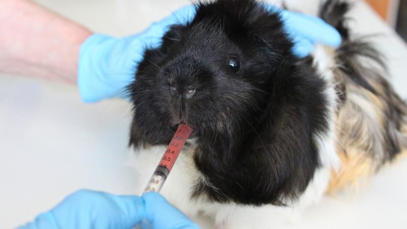 Can I Bring My Guinea Pig to the Same Veterinarian That Treats My Other Animals