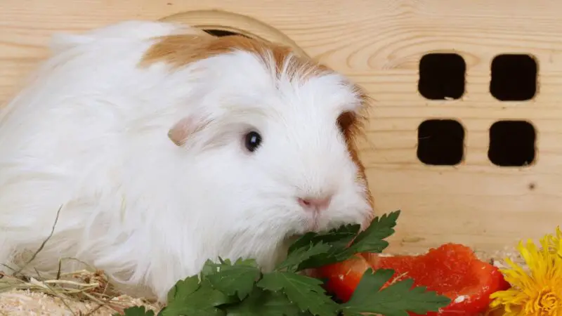 Diet of Guinea Pigs