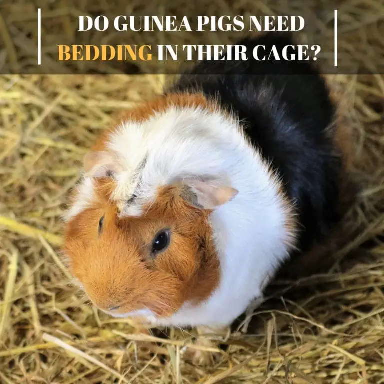 Do Guinea Pigs Need Bedding in Their Cage? Guinea Pig Tube