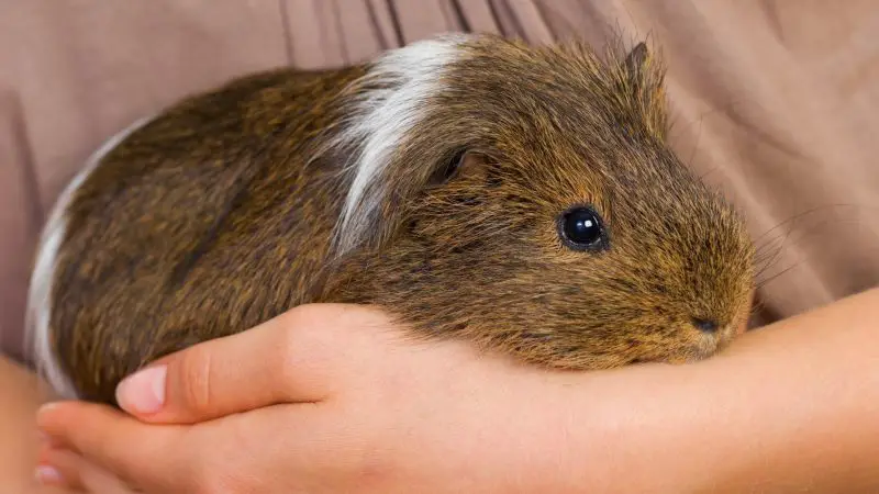 How Did I Spread My Disease to My Guinea Pig