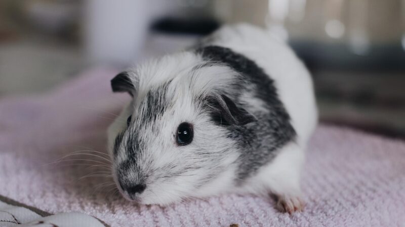How can you tell if your guinea pig is sick