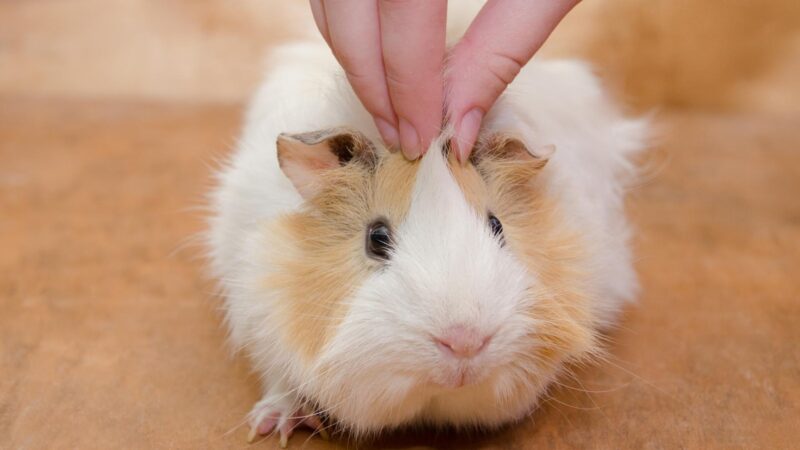 How to Prevent Your Guinea Pig from Getting Fleas
