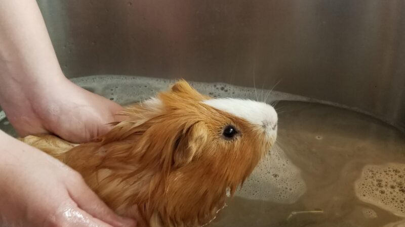 How to Treat the Guinea Pig for Fleas