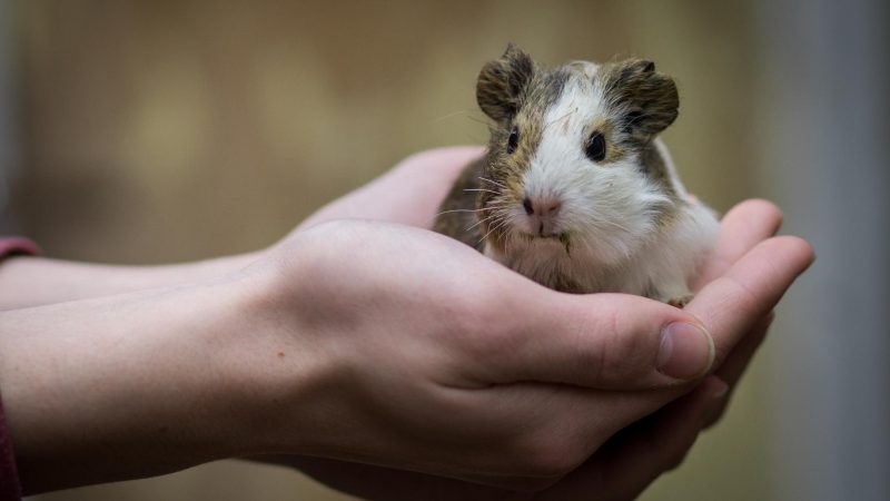 What Diseases Can My Guinea Pig Catch From Me