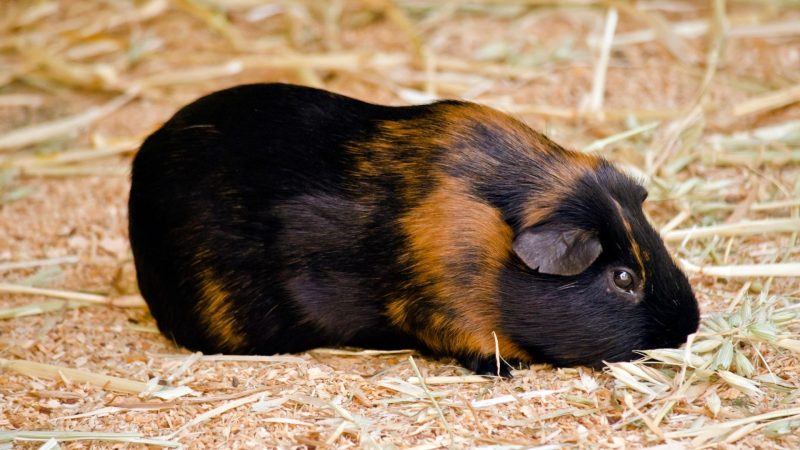 What Is the Best Way to Treat a Sick Guinea Pig
