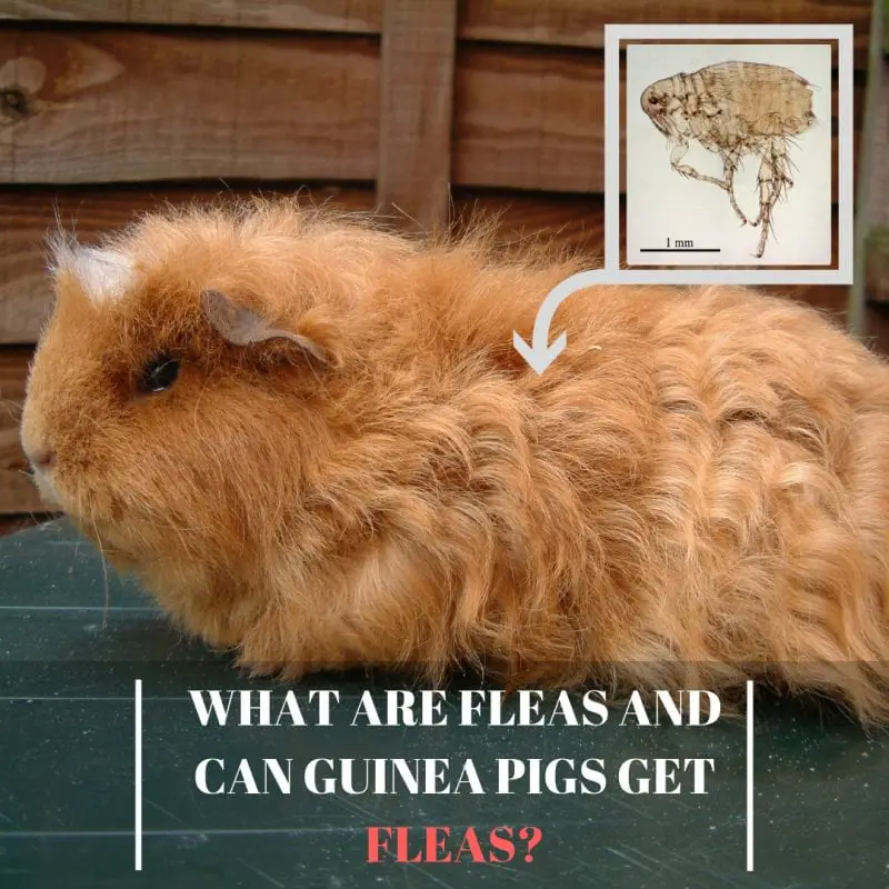 What are Fleas and Can Guinea Pigs Get Fleas