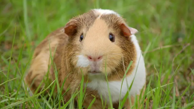 What are the effects of a flea infestation on a guinea pig