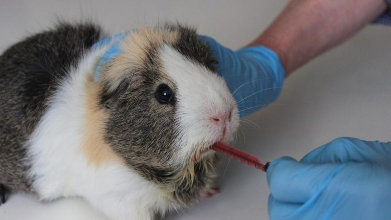 When Should I Bring My Guinea Pig to the Veterinarian