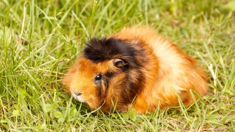 Abyssinian Guinea Pig