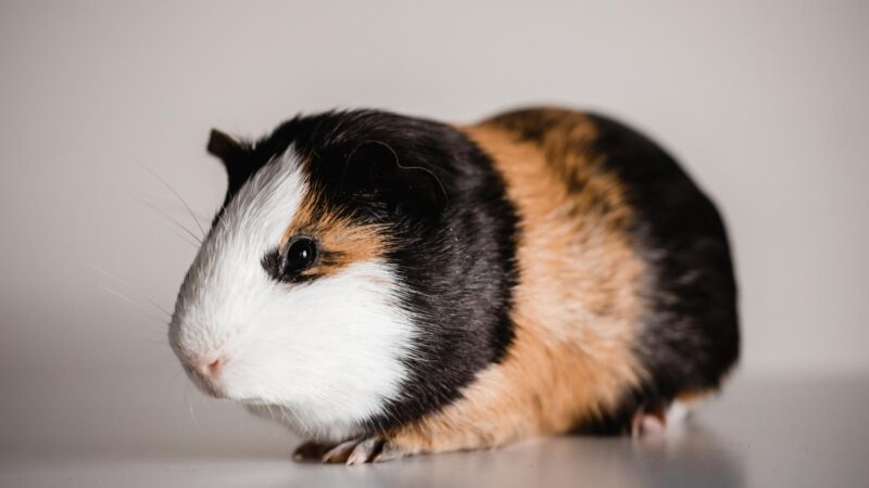 American Guinea Pig
