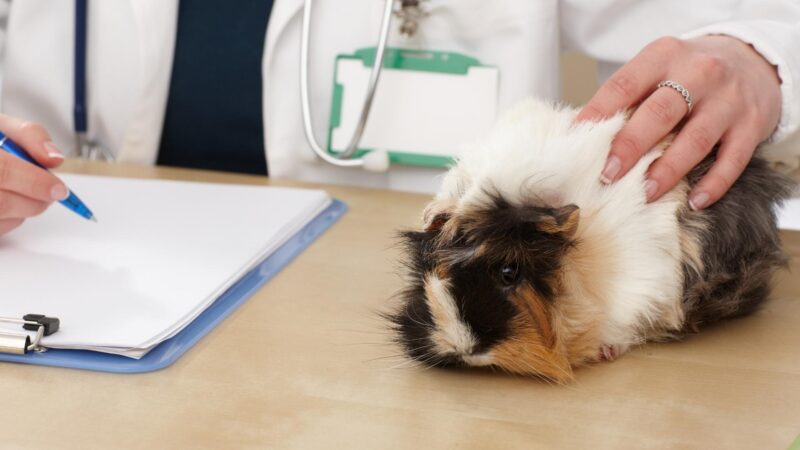 Animal Testing Pros & Cons