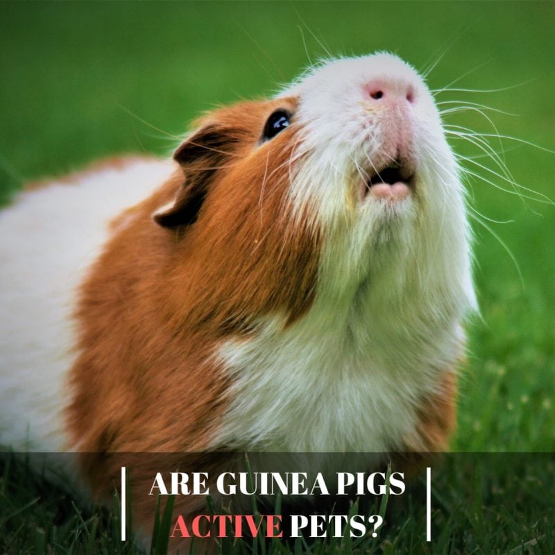Are Guinea Pigs Active Pets
