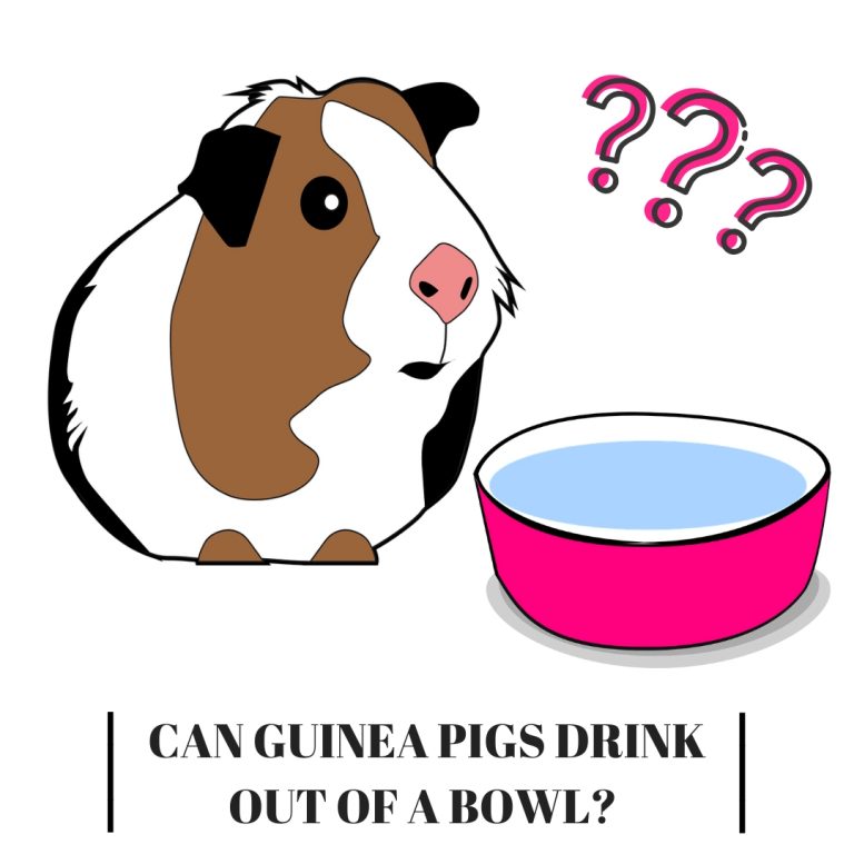Can Guinea Pigs Drink Out Of A Bowl? Guinea Pig Tube