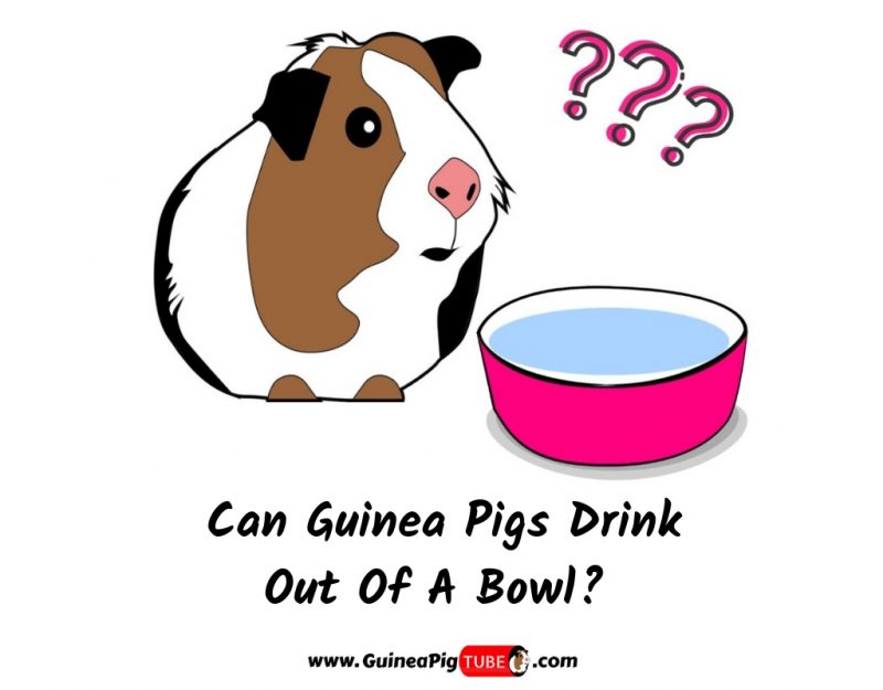 Can Guinea Pigs Drink Out Of A Bowl 