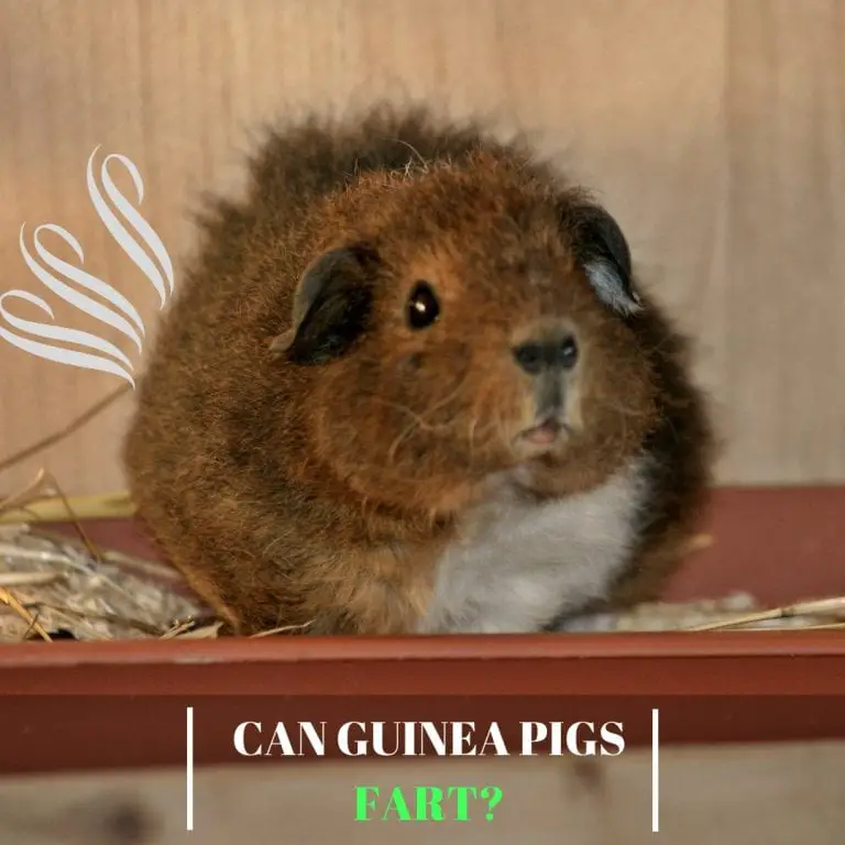 Can Guinea Pigs Fart? Guinea Pig Tube