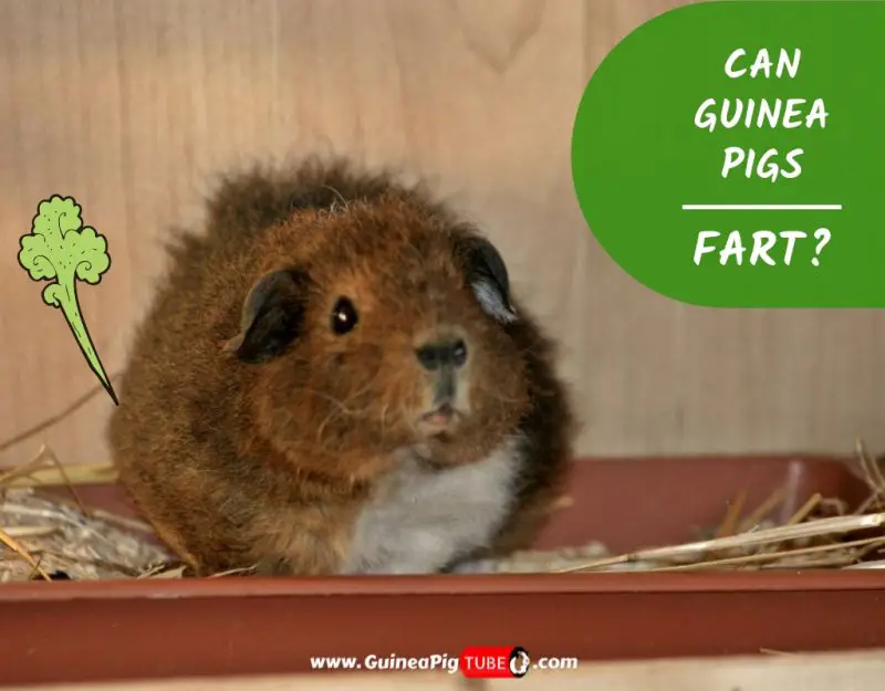 Can Guinea Pigs Fart Everything You Need to Know