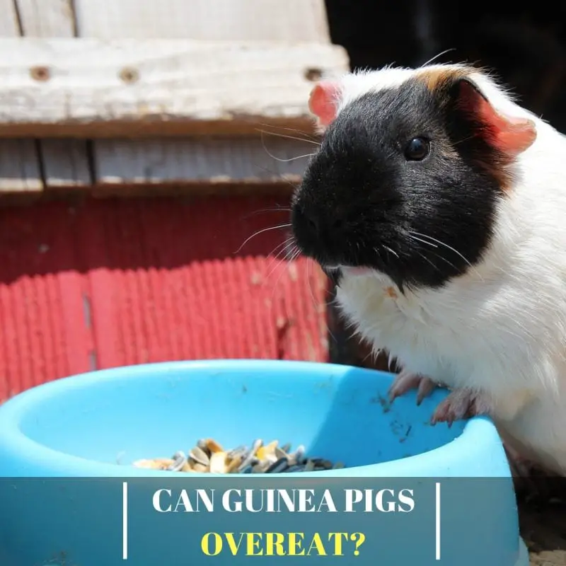 Can Guinea Pigs Overeat