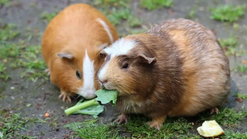 Can the Guinea Pig Overeat Even on Healthy Foods