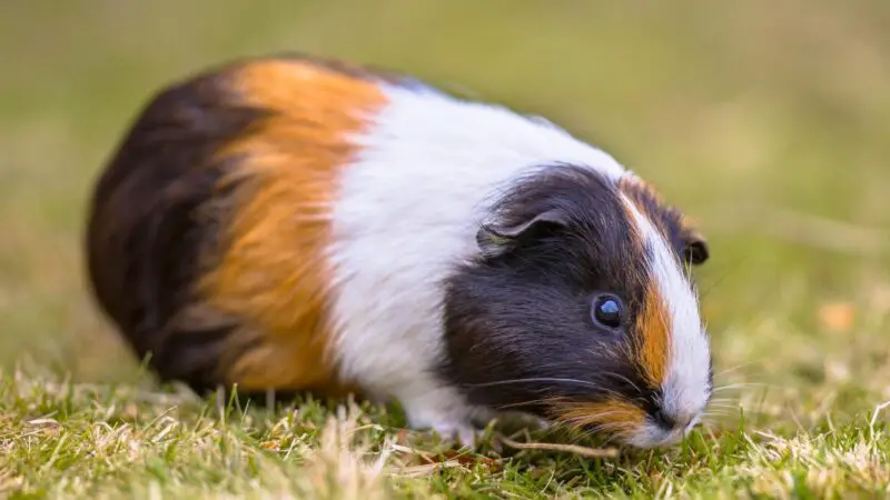 Can the Guinea Pig Slim down After Long Periods of Overeating