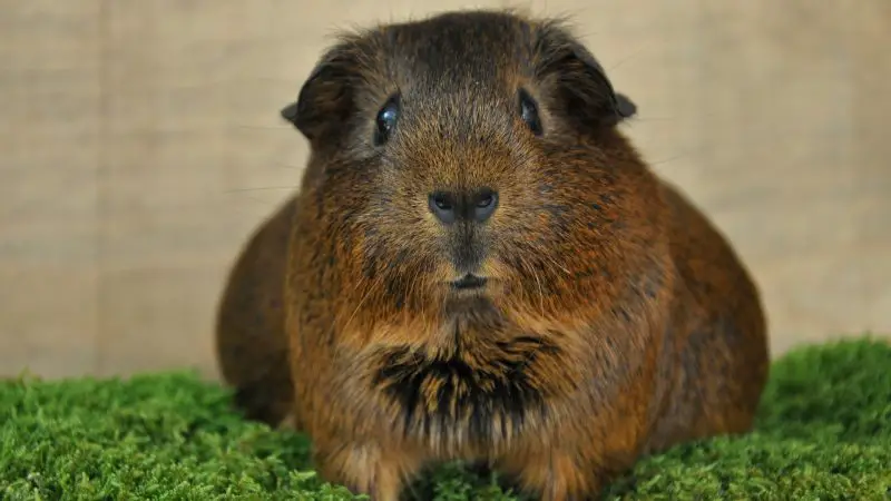 Causes of Gas and Bloat in Guinea Pigs