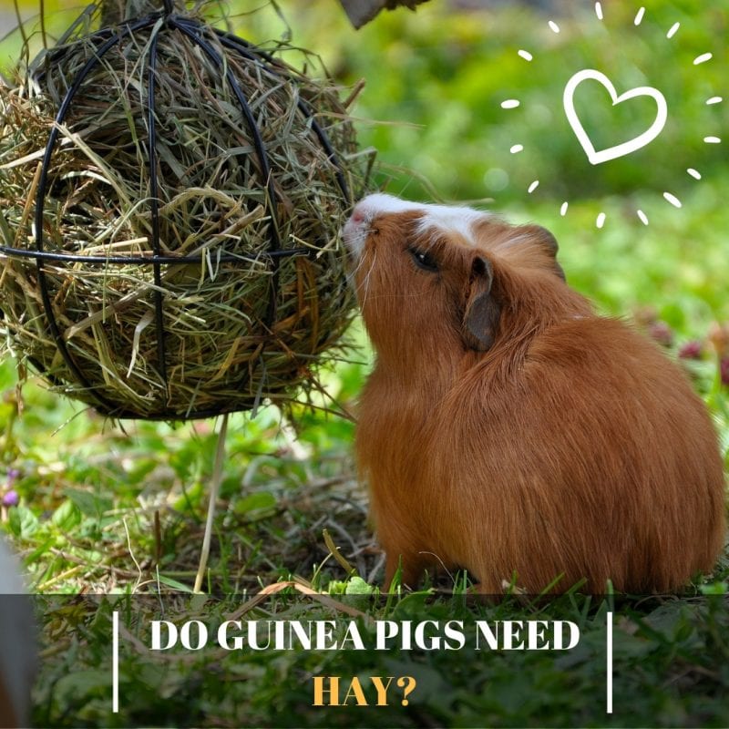 Do Guinea Pigs Need Hay