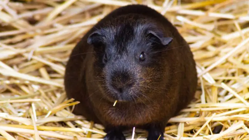 Do Guinea Pigs Overeat