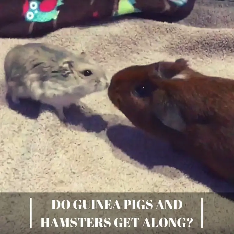 Do Guinea Pigs and Hamsters Get Along? Guinea Pig Tube
