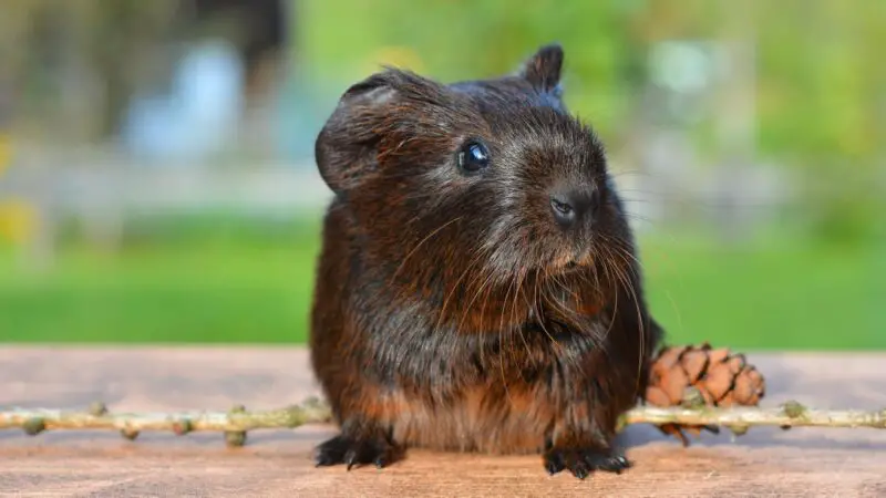 Does guinea pigs die in loneliness