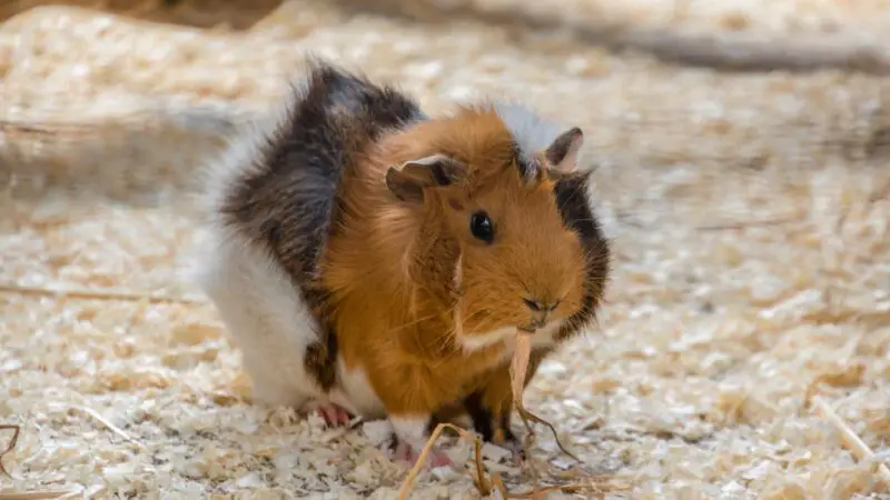 Does the Guinea Pig Have Dietary Demands