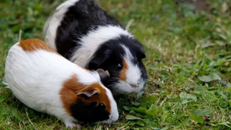 Guinea Pigs Are Healthier When They Have Friends