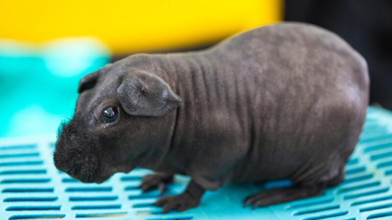 Hairless guinea pigs