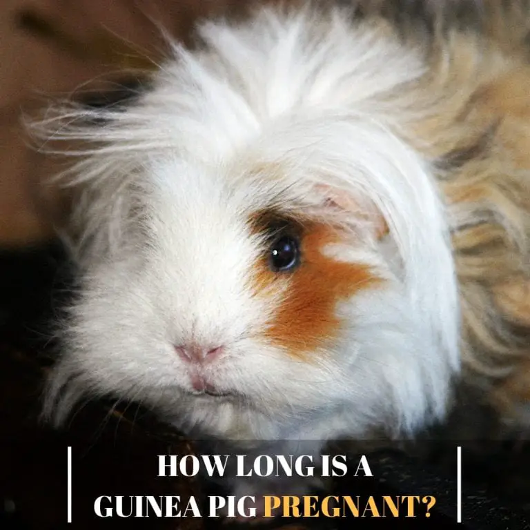 what to do with a pregnant guinea pig