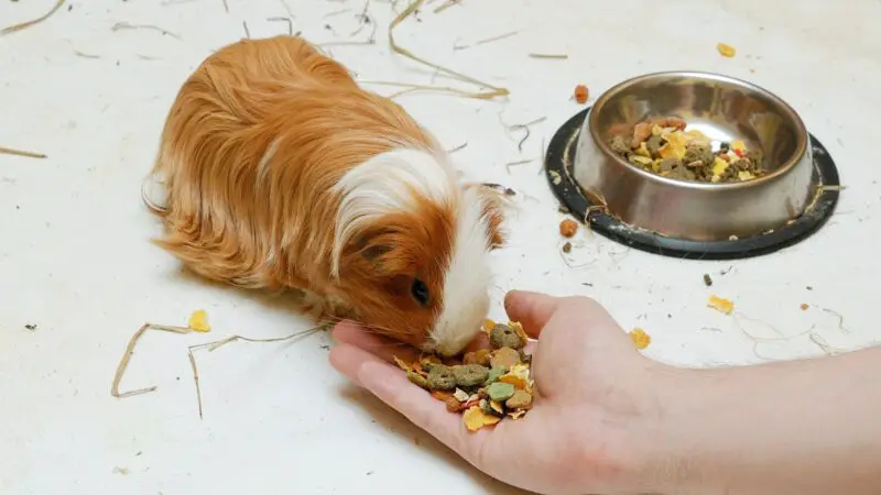 How Often to Feed the Guinea Pig