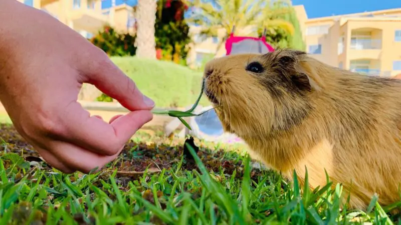 How to Change the Diet of the Guinea Pig from Fattening to a Healthy Diet