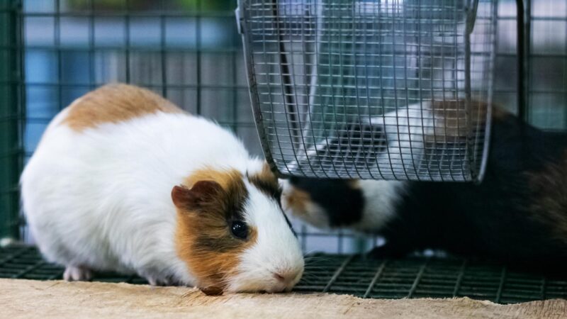 How to pair guinea pigs